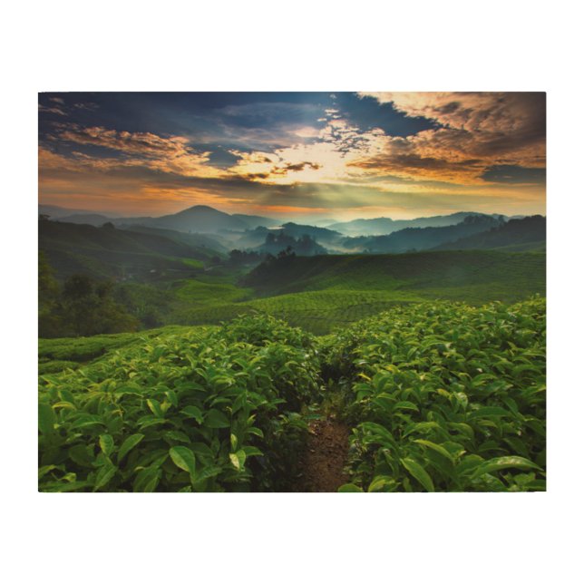 Sunrise over Tea Farm Wood Wall Art (Front)