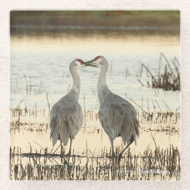 Sunrise Sandhill Crane pair Glass Coaster (Front)