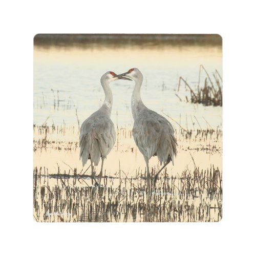 Sunrise Sandhill Crane pair Metal Print