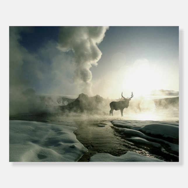 Sunrise Silhouette of Elk at Castle Geyser Foam Board (Front)