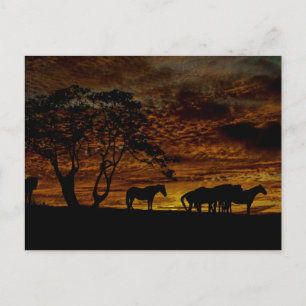 Sunrise Silhouette Postcard