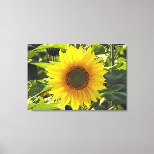 Sunrise Sunflower Wrapped Canvas Print (Front)