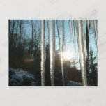 Sunrise Through Icicles Winter Nature Photography Postcard