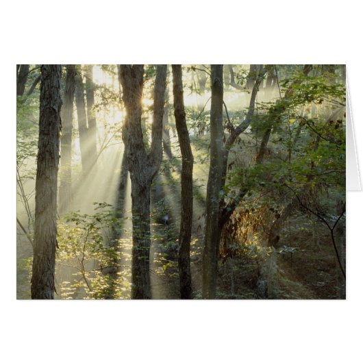 Sunrise through oak and hickory forest, cards (Front Horizontal)