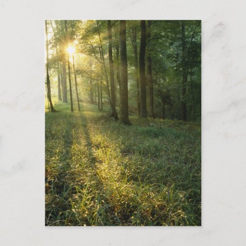 Sunrise through oak and hickory forest Mammoth Postcard