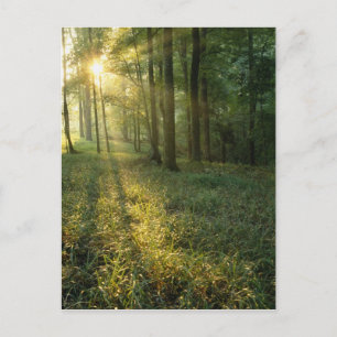 Sunrise through oak and hickory forest, Mammoth Postcard