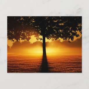 Sunrise, tree silhouette, postcard