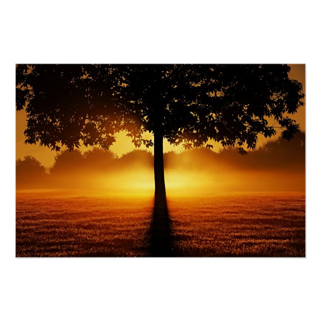 Sunrise, tree silhouette, poster (Front)