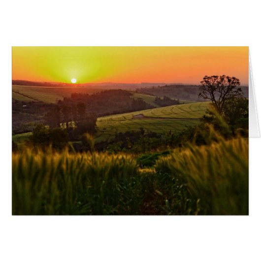 Sunset Agriculture Wheat Cards (Front Horizontal)