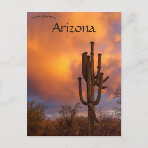 Sunset and Cactus in the Sonoran Desert Arziona  Postcard