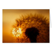 Sunset and Dandelion (Front Horizontal)