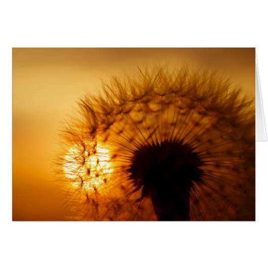 Sunset and Dandelion Cards (Front Horizontal)
