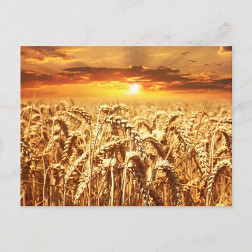 Sunset and Wheat Field Postcard