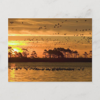 Sunset at Chincoteague post card