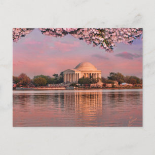 Sunset at Jeferson Memorial with Cherry Blossoms Postcard