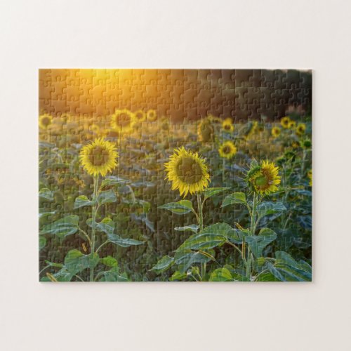 Sunset At Sunflower Field Jigsaw Puzzle