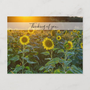 Sunset At Sunflower Field Thinking Of You Postcard