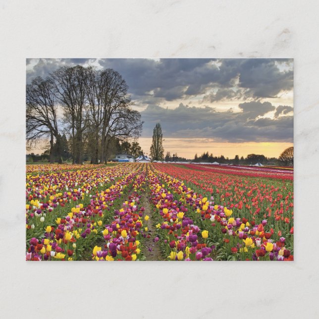 Sunset at Tulip Farm Postcard (Front)