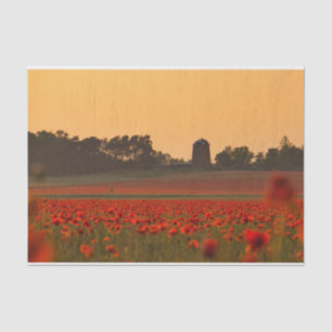 Sunset Bathing a Red Poppy Farm Tissue Paper