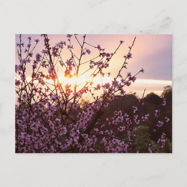 Sunset Blossoms Postcard (Front)