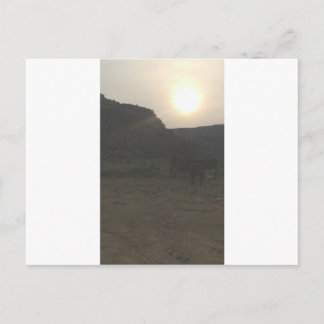 Sunset Cattle Postcard