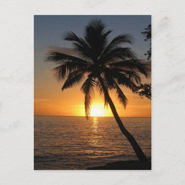 Sunset coconut palm tree Fiji peace and joy Postcard (Front)