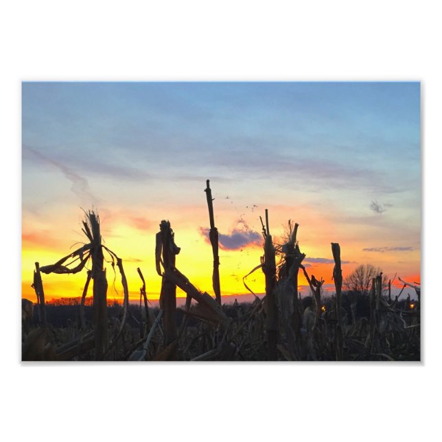Sunset Corn Field Photo Print (Front)