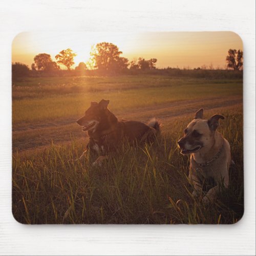 Sunset Dogs Nature Trees Art Photography Mouse Pad