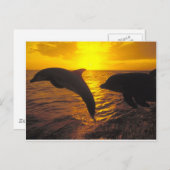Sunset Dolphins Postcard (Front/Back)