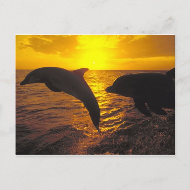 Sunset Dolphins Postcard (Front)