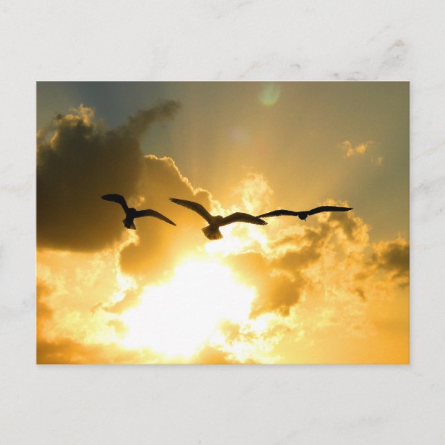 SUNSET FLIGHT POSTCARD (Front)