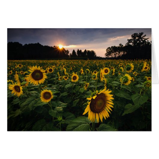 Sunset Flower Cards (Front Horizontal)