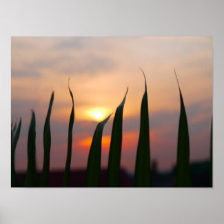 Sunset from Our Rooftop Poster