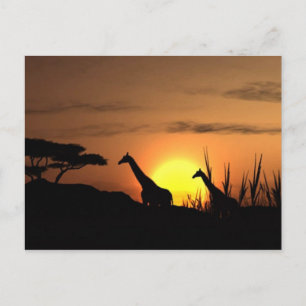 "Sunset Giraffe Silhouette" Postcard