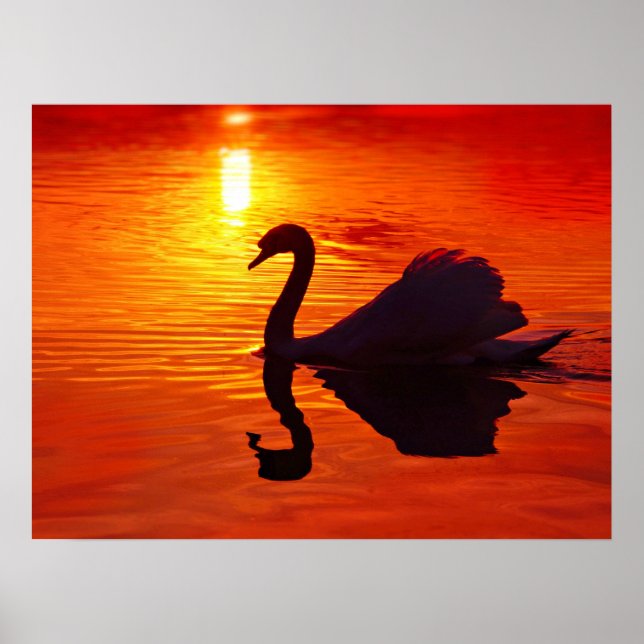 Sunset Glow with Swan Poster (Front)