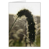 Sunset Grass (Front)