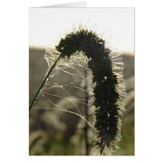 Sunset Grass Cards (Front)