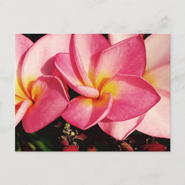 Sunset Hawaiian Plumeria Frangipani Trio Postcard (Front)
