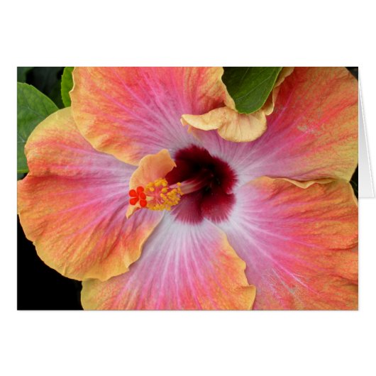 Sunset Hibiscus Cards (Front Horizontal)