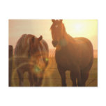 Sunset Horses  Postcard