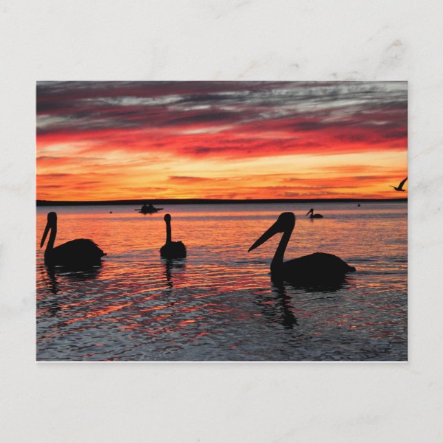 Sunset in Monkey Mia Postcard (Front)