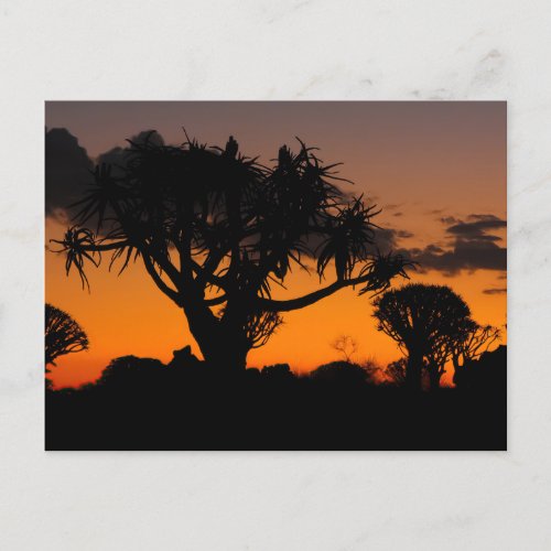 Sunset in Namibia Postcard