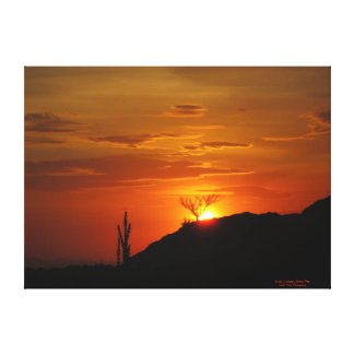 Sunset in Saguaro National Park Canvas Print