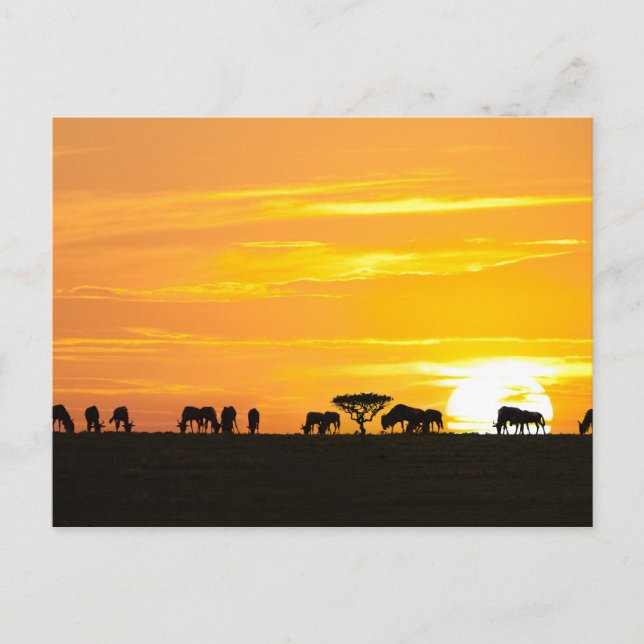 Sunset in Serengeti Postcard (Front)