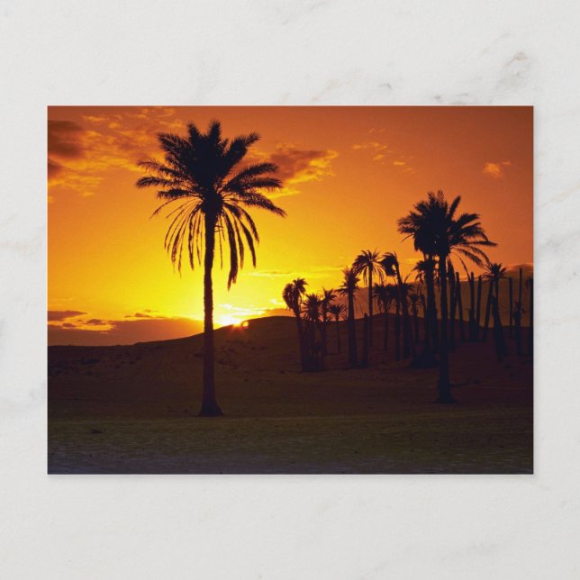 Sunset in the desert, The Sahara, Tunisia Desert Postcard (Front)