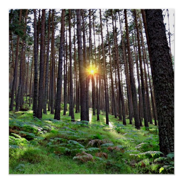 Sunset in the forest poster (Front)