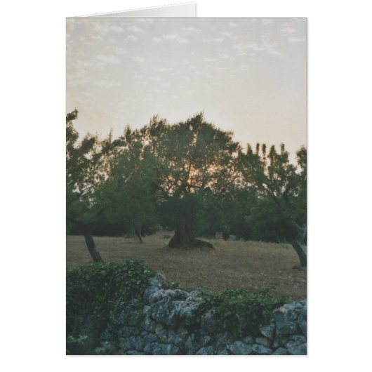 Sunset in the Olive Grove Cards (Front)