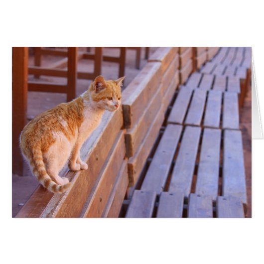 Sunset Kitty Cards (Front Horizontal)