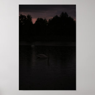 Sunset Lake Rain Swans Nature Landscape Poster