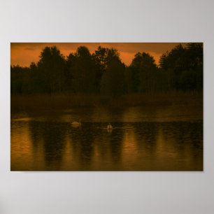 Sunset Lake Rain Swans Nature Landscape Poster